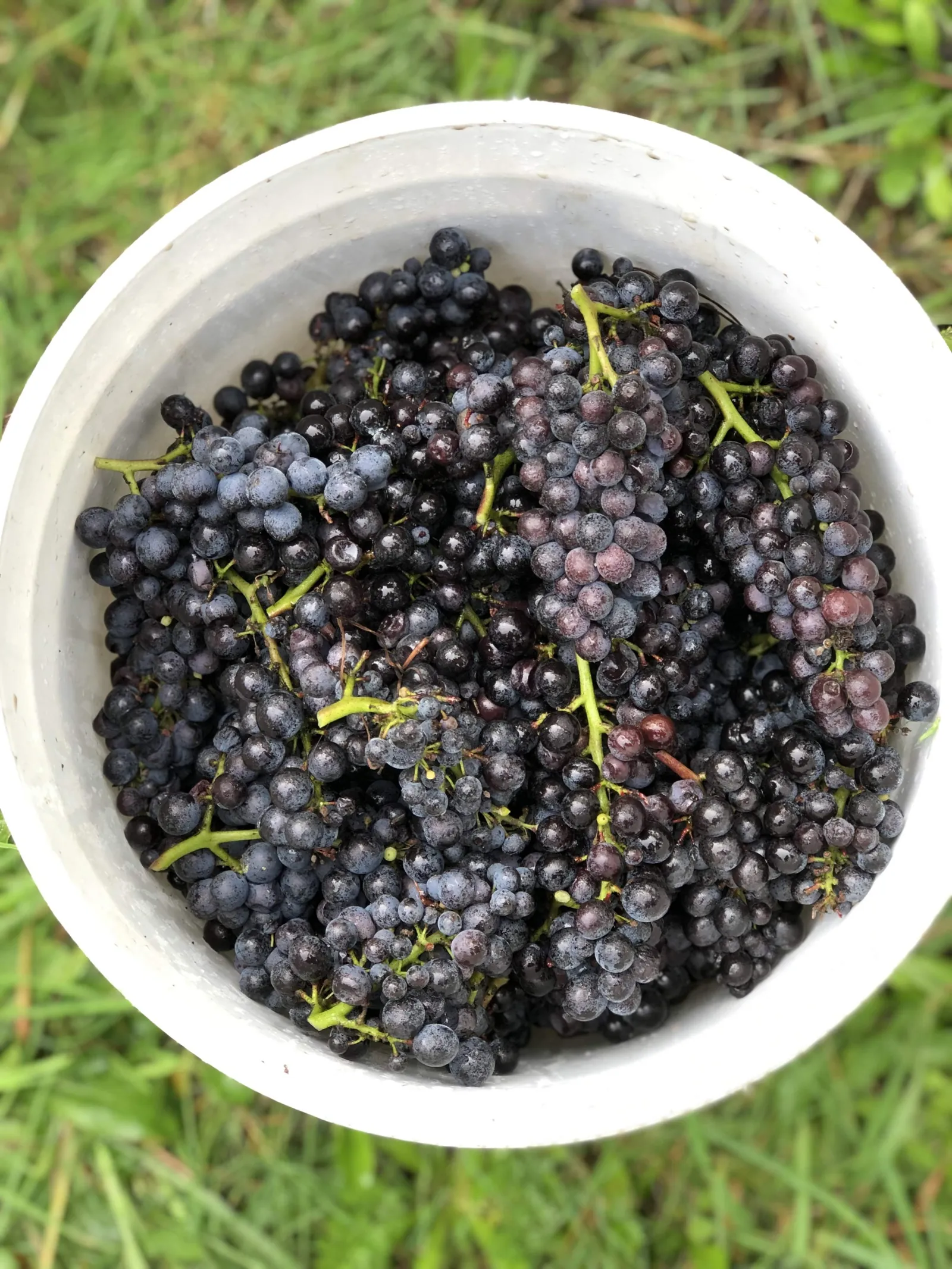 de la boue in the vineyard