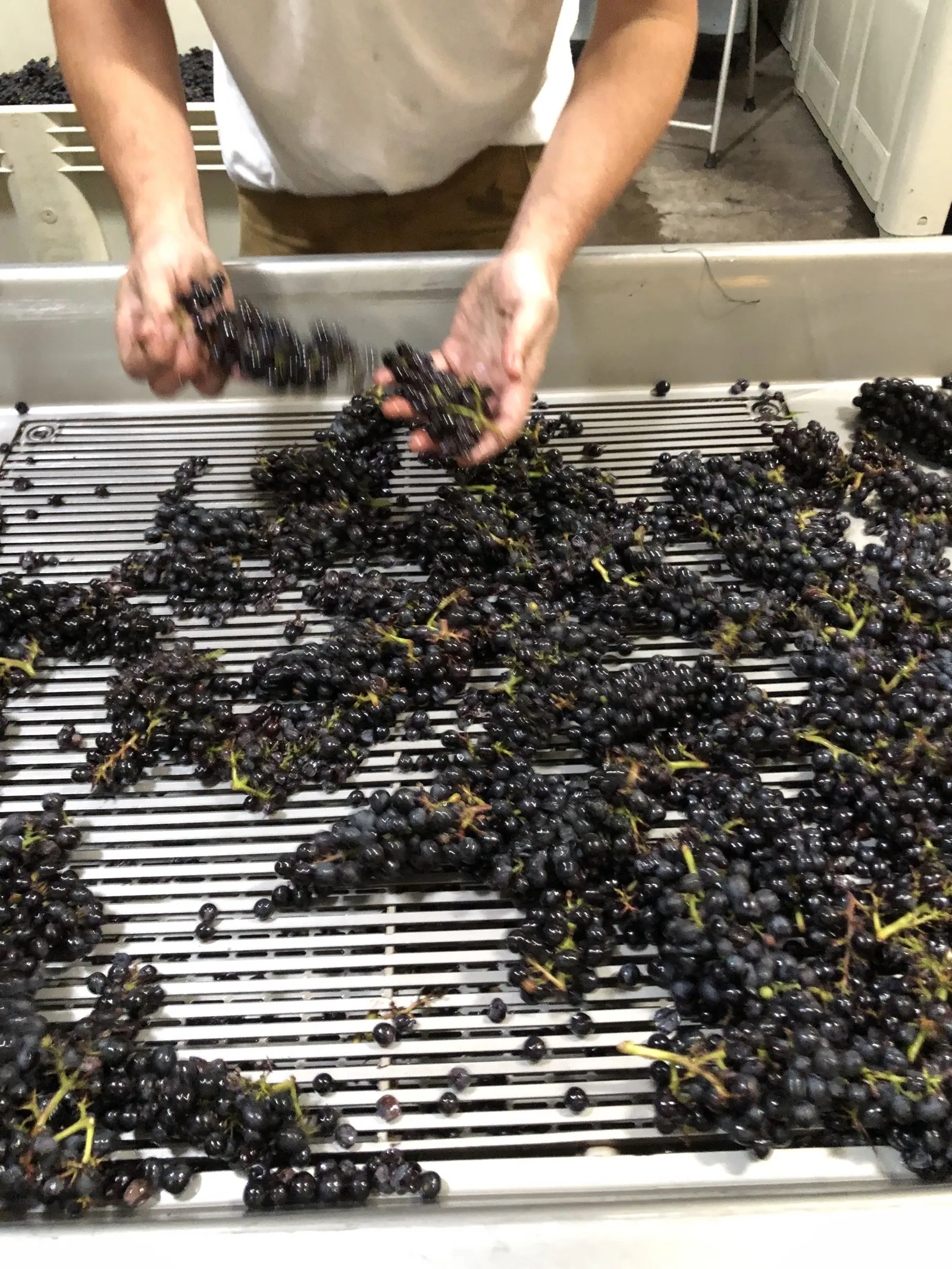 Working the vines