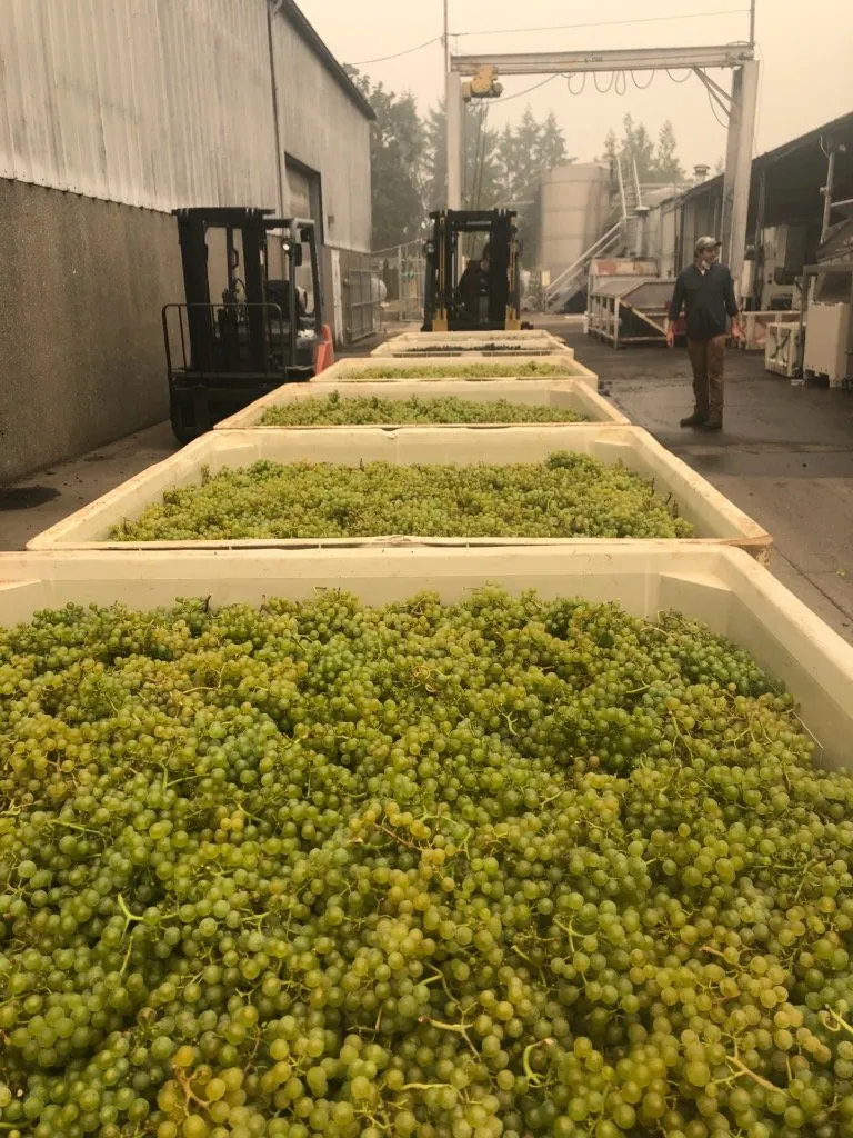 Sorting fruit during the 2020 harvest