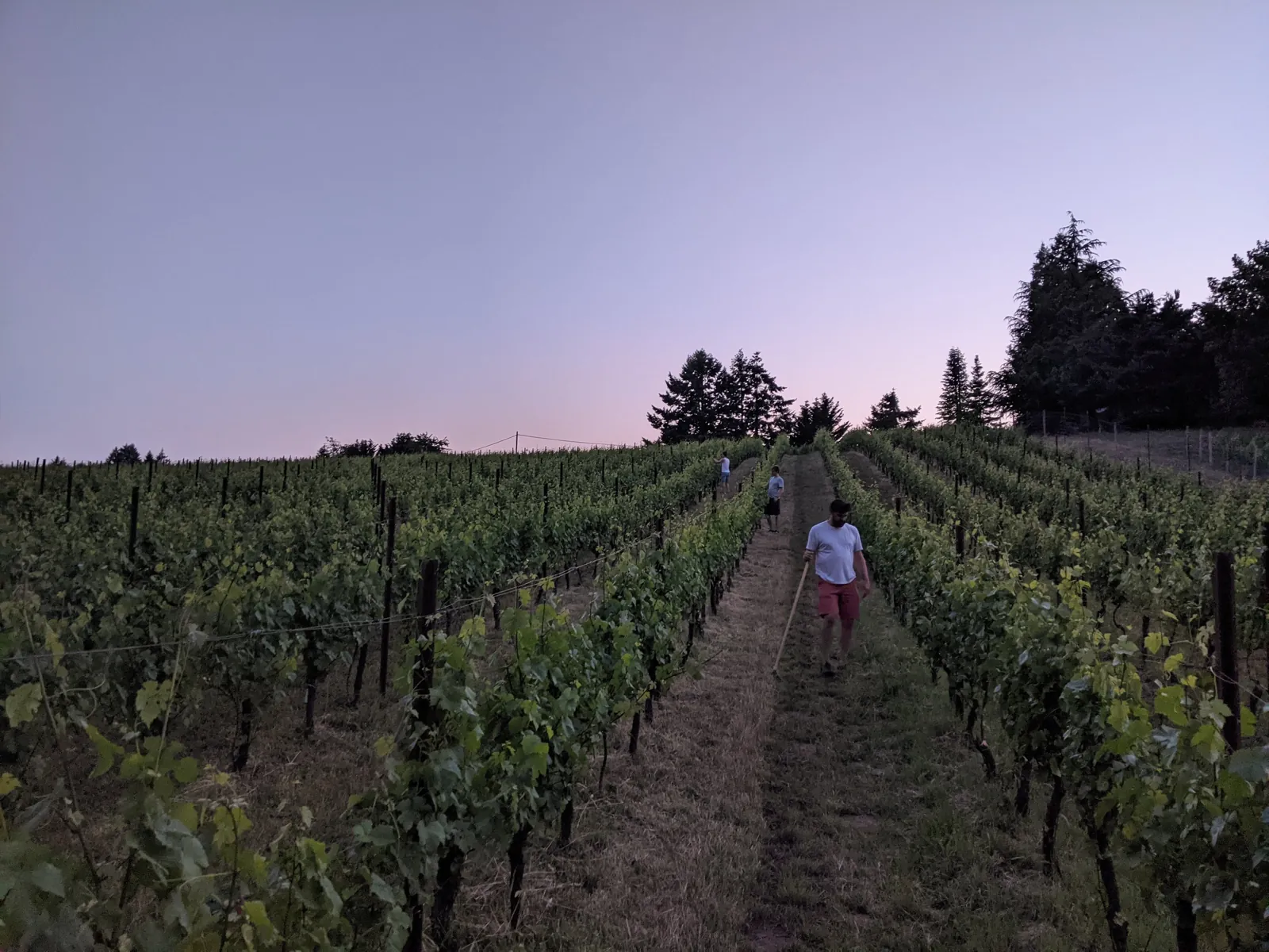 Summer evening in the vineyard