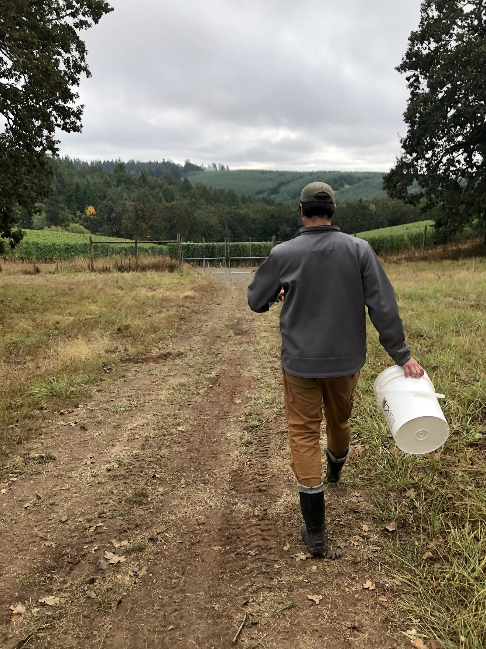 Vineyard in the Chehalem Mountains