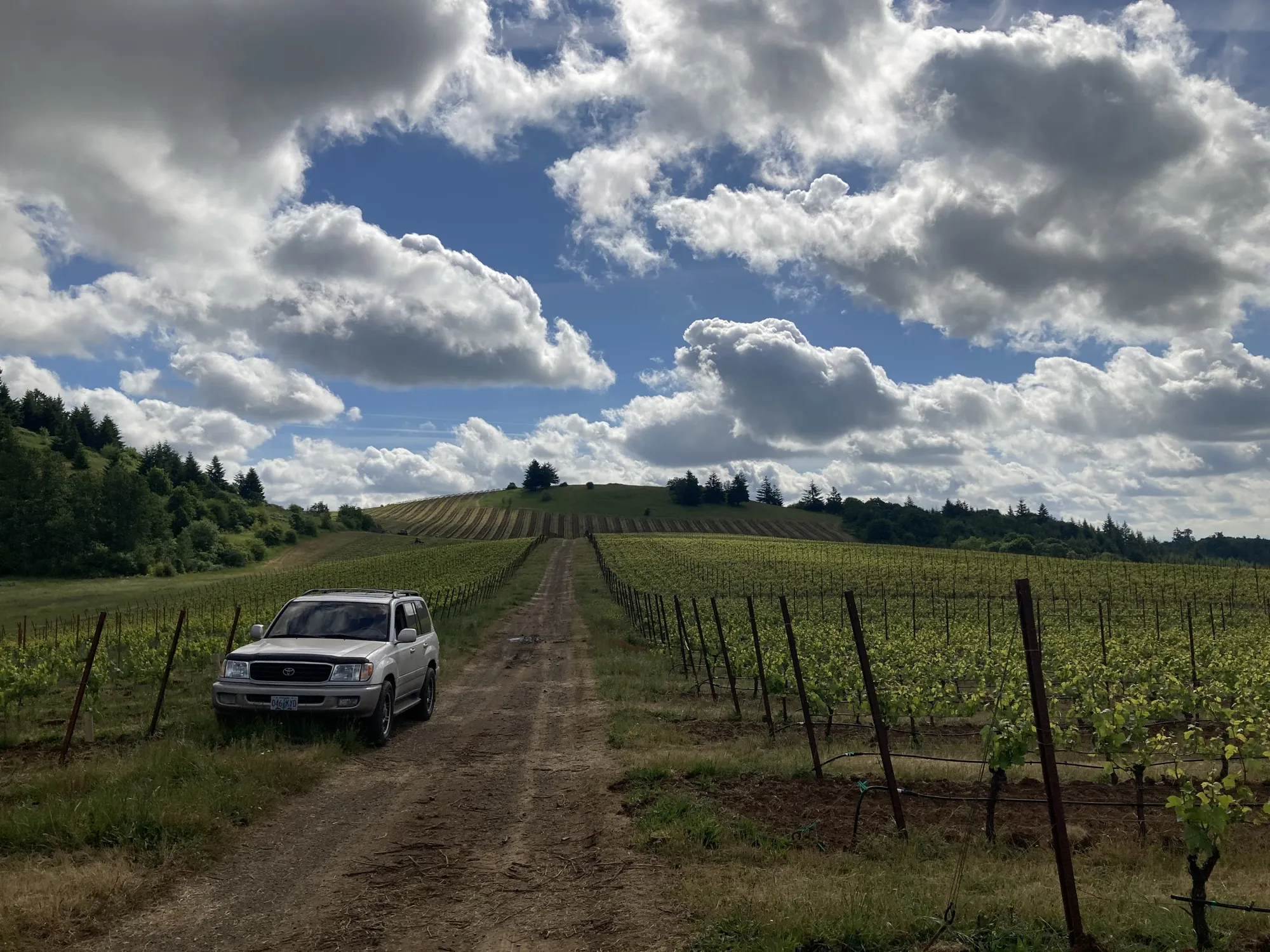 Temperance Hill Vineyard, Eola-Amity Hills