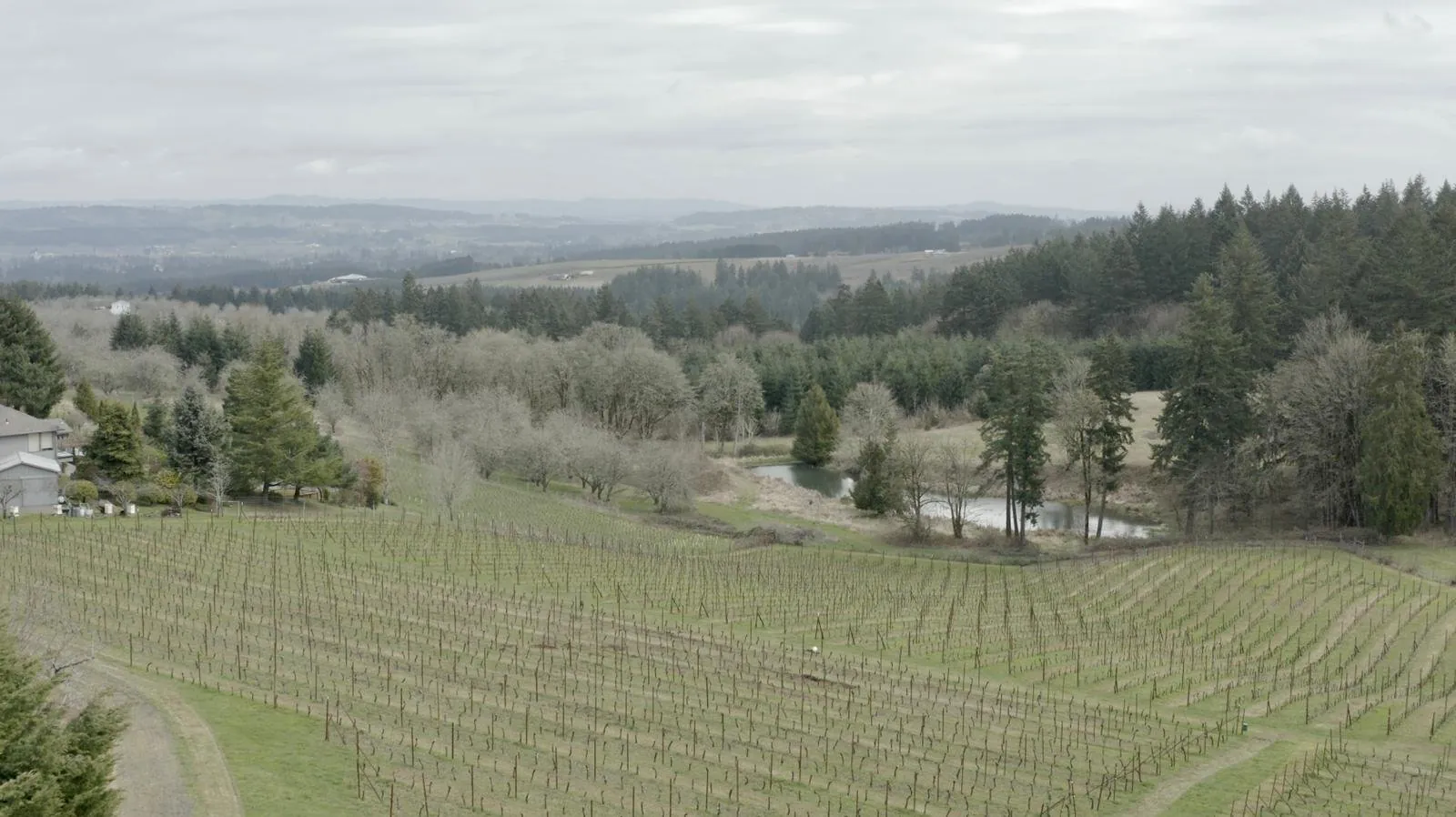 Vista Grande, Chehalem Mountains