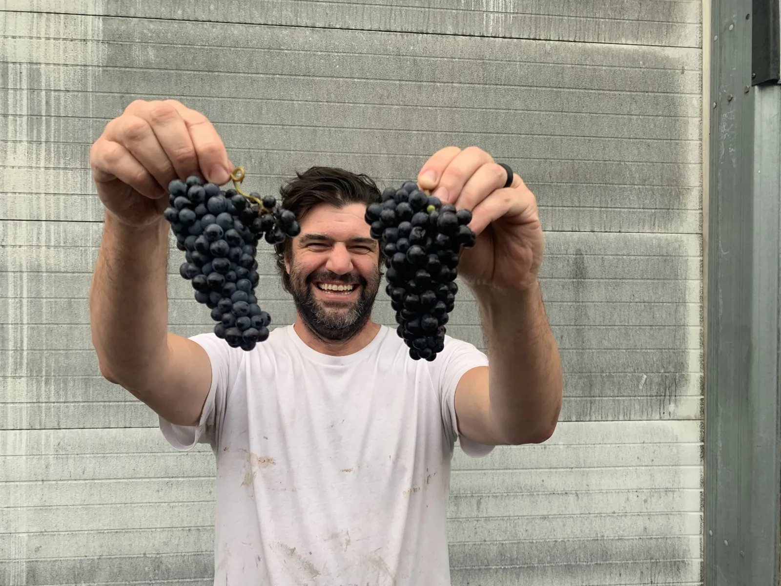 Winemaker Travis Todd holding Pinot Noir grape clusters