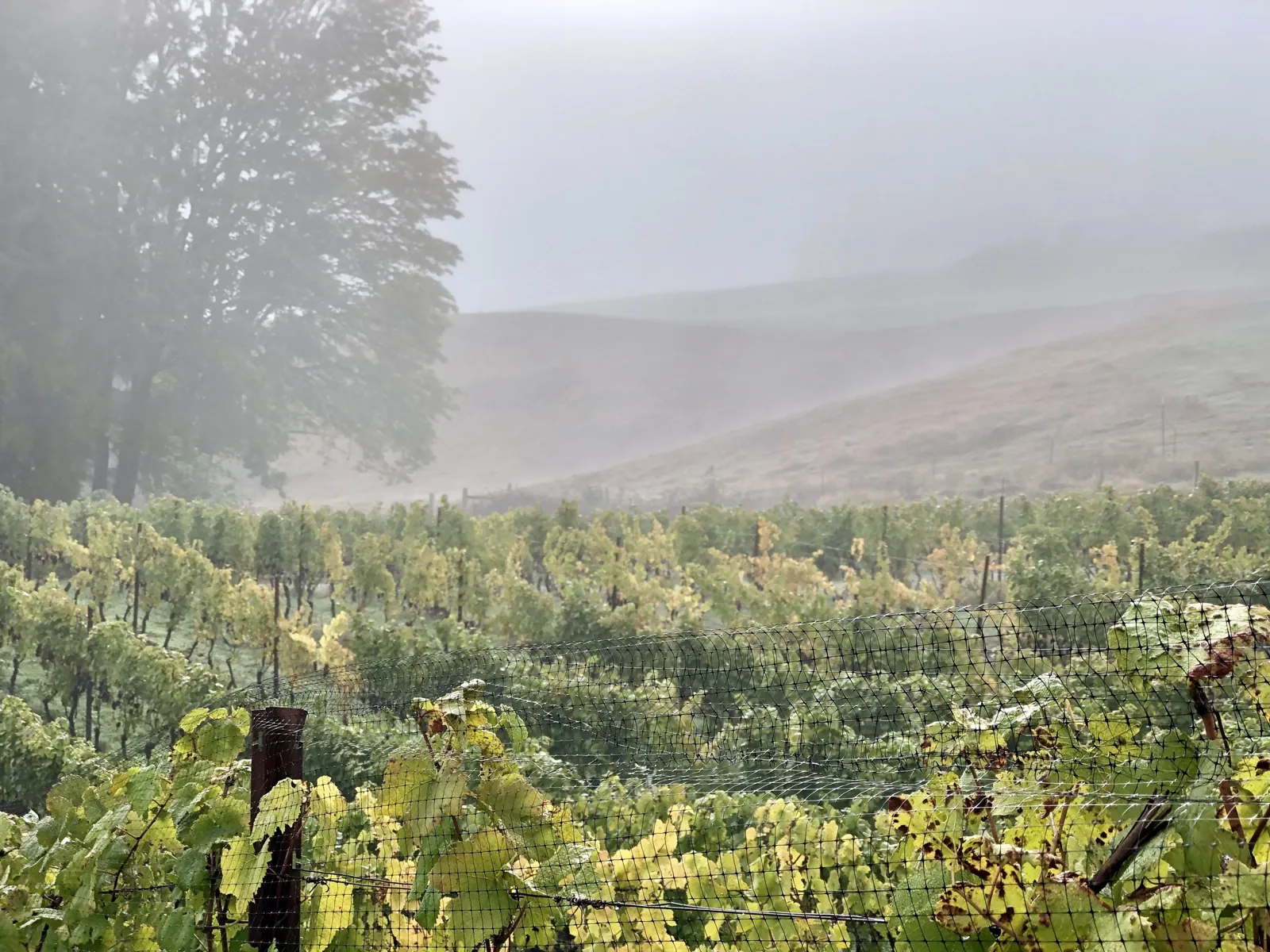de la boue wines, wine from Oregon