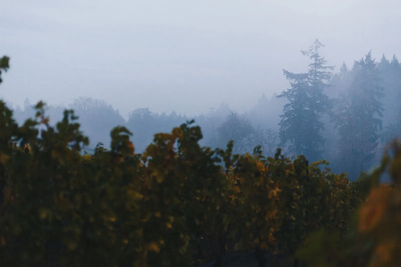 Fog over the vineyard in fall